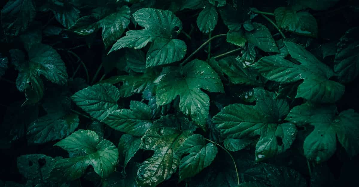 Pexels photo 29463067